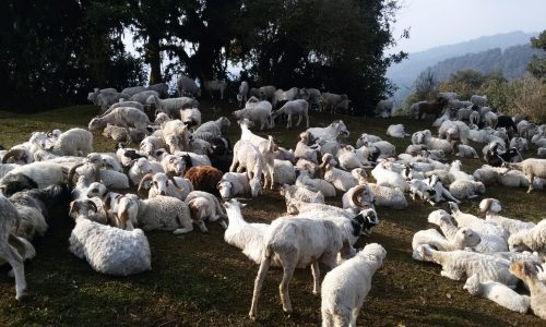 Nepal: Mardi Himal Trek: vorbei an Weideland