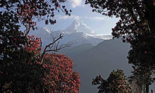 Annapurna South | Nepal zum Kennenlernen | Tadapani