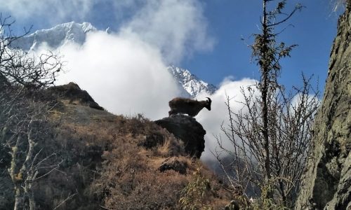 Annapurna, Mountain Thar, cut