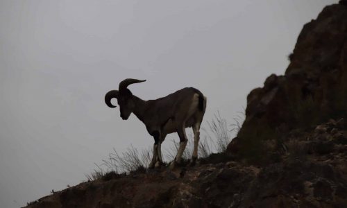 Steinbock nahe Kaza | Spiti und Kinnauer