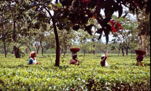 Kulturreise Darjeeling: Teepflückerinnen in der Teeplantage