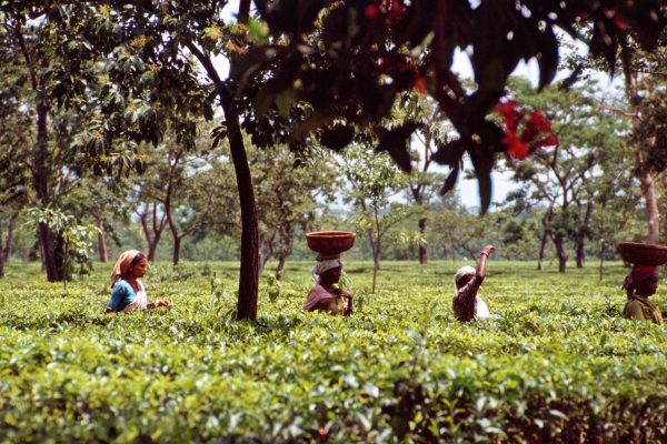 Kulturreise Darjeeling: Teepflückerinnen in der Teeplantage