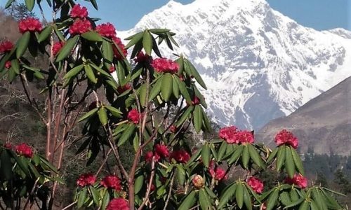 Nepal, Umrudnung des Manaslu, Lo Gaun