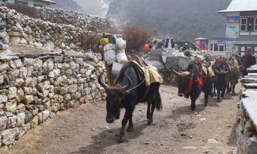 Trek zum Everest und Ama Dablam Base Camp | Nepal