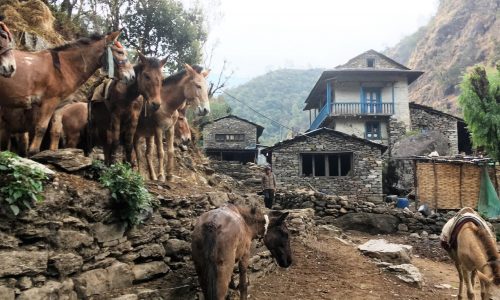 Trek zum Everest und Ama Dablam BC | Nepal