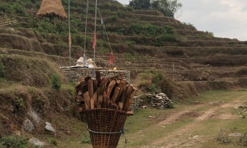 T116 Sikles Trek: Feuerholz wird nach Hause transportiert. Way to Yanjakot