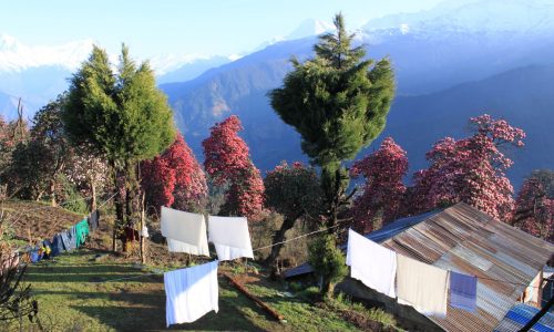 Annapurna Poon Hill Rhododendronblüte in Gorepani