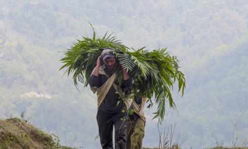 Mardi Himal Trek (22)