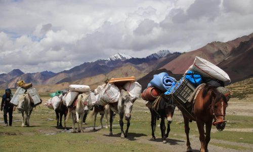 Tragtiere in Nimaling | Markha Valley Trek | Indien