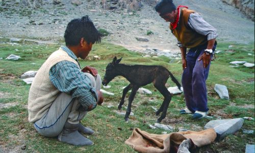 Gerade geboren und schon auf den Beinen