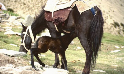 Frisch geborenes Fohlen